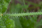 Texas bullnettle